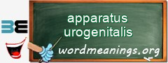 WordMeaning blackboard for apparatus urogenitalis